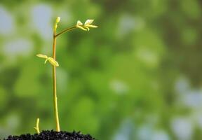 knoppblad av ung planta planta i skogen foto