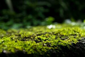 friskhet grön mossa och ormbunkar med vattendroppar som växer i regnskogen foto