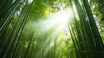 fattande de skönhet av en solkysst bambu skog på gryning. generativ ai foto