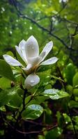vild magnolia efter regn i de skog ai genererad bild foto