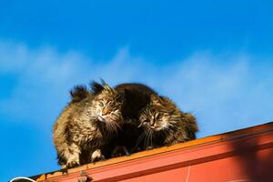 låg-vinkel skott av tre katter ser ner från de tak, katter Sammanträde på de tak, söt kattungar på de taket, Hem husdjur mot de blå himmel, två katter på de tak. foto