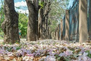 skön körsbär rosa blomma sakura blomma blomma i springtime säsong i april, färsk grön natur gräs utomhus- parkera trädgård på golv matta full av kärlek, magenta arom körsbär blomma blommig landskap foto