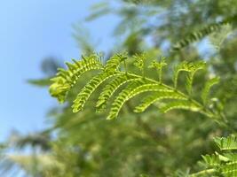 leucaena leucocephala blad i natur trädgård, akacia blad foto