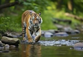 amur tiger gående i de vatten. farlig djur. djur- i en grön skog ström. generativ ai foto