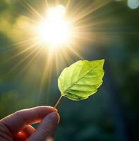 en person innehav en blad mot de Sol, natur stock Foto