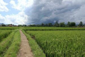Land väg mellan ris fält foto