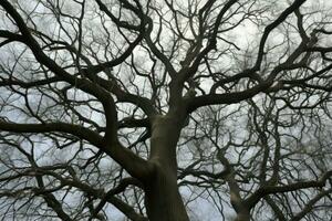 bladlösa träd grenar höst. generera ai foto