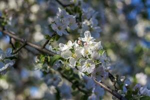 äpple träd i blomma på en ljus solig dag, mot en ljus blå himmel. naturlig blommig säsong- bakgrund.vacker blomning äpple fruktträdgård, vår dag foto