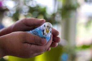 en skön blå undulat sitter i de barnets hand. tropisk fåglar på Hem. foto