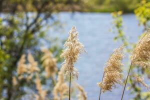 pampas gräs på de sjö, vass, sockerrör frön. de vass på de sjö vingla i de vind mot de blå himmel och vatten. abstrakt naturlig bakgrund. skön mönster med ljus färger foto