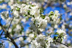 äpple träd i blomma på en ljus solig dag, mot en ljus blå himmel. naturlig blommig säsong- bakgrund.vacker blomning äpple fruktträdgård, vår dag foto