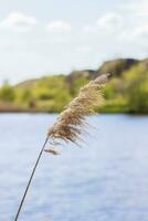 pampas gräs på de sjö, vass, sockerrör frön. de vass på de sjö vingla i de vind mot de blå himmel och vatten. abstrakt naturlig bakgrund. skön mönster med ljus färger foto