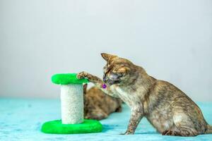 en inhemsk katt av burmesiska ras, lekfull och aktiva, i en stad lägenhet byggnad. förälskelser leksaker och pilbågar. de ögon av en Lycklig sällskapsdjur spelar och önskar till ge sig på. foto