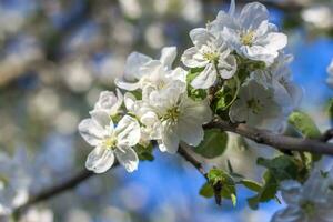 äpple träd i blomma på en ljus solig dag, mot en ljus blå himmel. naturlig blommig säsong- bakgrund.vacker blomning äpple fruktträdgård, vår dag foto