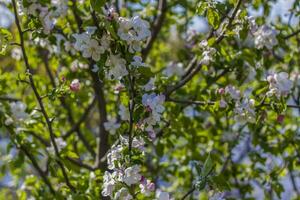 äpple träd i blomma på en ljus solig dag, mot en ljus blå himmel och sjö. naturlig blommig säsong- bakgrund.vacker blomning äpple fruktträdgård, vår dag foto