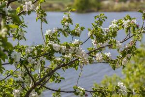 äpple träd i blomma på en ljus solig dag, mot en ljus blå himmel och sjö. naturlig blommig säsong- bakgrund.vacker blomning äpple fruktträdgård, vår dag foto