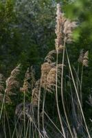 pampas gräs på de sjö, vass, sockerrör frön. de vass på de sjö vingla i de vind mot de blå himmel och vatten. abstrakt naturlig bakgrund. skön mönster med ljus färger foto
