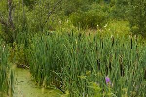 vass på de sjö. abstrakt naturlig bakgrund av en flod med andmat. selektiv fokus. naturlig landskap. landskap bakgrund för en vykort, baner eller affisch. foto