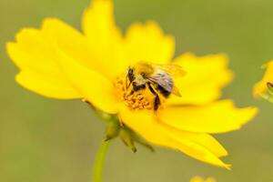 en bi på en gul blomma samlar nektar. närbild på en suddigt bakgrund med kopiering av Plats, använder sig av de naturlig landskap och ekologi som en bakgrund. makro fotografi foto