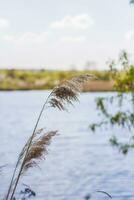 pampas gräs på de sjö, vass, sockerrör frön. de vass på de sjö vingla i de vind mot de blå himmel och vatten. abstrakt naturlig bakgrund. skön mönster med ljus färger foto