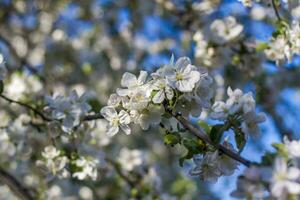 äpple träd i blomma på en ljus solig dag, mot en ljus blå himmel. naturlig blommig säsong- bakgrund.vacker blomning äpple fruktträdgård, vår dag foto