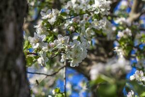 äpple träd i blomma på en ljus solig dag, mot en ljus blå himmel. naturlig blommig säsong- bakgrund.vacker blomning äpple fruktträdgård, vår dag foto