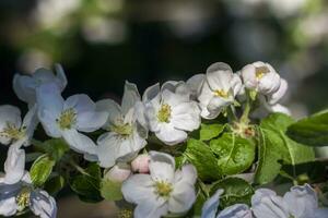 äpple träd i blomma på en ljus solig dag, mot en ljus blå himmel. naturlig blommig säsong- bakgrund.vacker blomning äpple fruktträdgård, vår dag foto