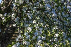 äpple träd i blomma på en ljus solig dag, mot en ljus blå himmel. naturlig blommig säsong- bakgrund.vacker blomning äpple fruktträdgård, vår dag foto