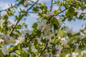 äpple träd i blomma på en ljus solig dag, mot en ljus blå himmel och sjö. naturlig blommig säsong- bakgrund.vacker blomning äpple fruktträdgård, vår dag foto
