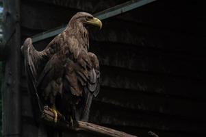 vuxen vit tailed örn närbild. ukrainsk örn foto