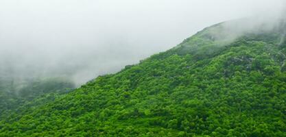 grön bergen i dimma panorama- natur se berg landskap och kall dimma i de morgon- 3d illustration foto