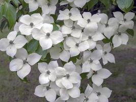 vit dogwood blossom cornus kousa sort madame fjäril foto