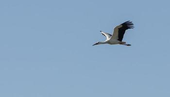 storkar som flyger i aveiro, portugal foto