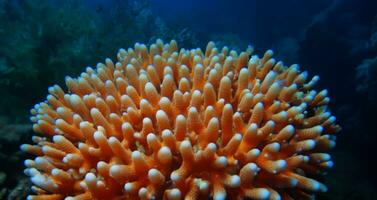korall under vattnet hav under vattnet ekosystem foto