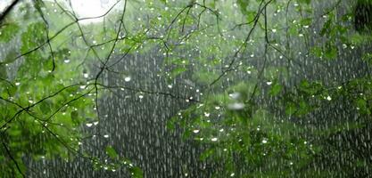 regn i de tall skog tung dimma frodig landskap i de regnig säsong 3d illustration foto