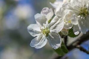 äpple träd i blomma på en ljus solig dag, mot en ljus blå himmel. naturlig blommig säsong- bakgrund.vacker blomning äpple fruktträdgård, vår dag foto