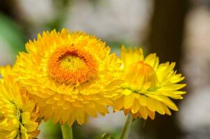 stänga upp gyllene evighet gul blomma i en vår säsong på en botanisk trädgård. foto