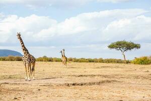 safari genom de vild värld av de maasai mara nationell parkera i kenya. här du kan ser antilop, zebra, elefant, lejon, giraffer och många Övrig afrikansk djur. foto