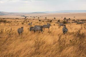 safari genom de vild värld av de maasai mara nationell parkera i kenya. här du kan ser antilop, zebra, elefant, lejon, giraffer och många Övrig afrikansk djur. foto