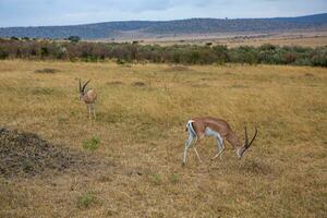 safari genom de vild värld av de maasai mara nationell parkera i kenya. här du kan ser antilop, zebra, elefant, lejon, giraffer och många Övrig afrikansk djur. foto