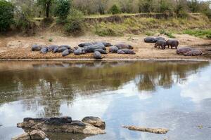 safari genom de vild värld av de maasai mara nationell parkera i kenya. här du kan ser antilop, zebra, elefant, lejon, giraffer och många Övrig afrikansk djur. foto