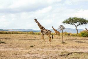 safari genom de vild värld av de maasai mara nationell parkera i kenya. här du kan ser antilop, zebra, elefant, lejon, giraffer och många Övrig afrikansk djur. foto