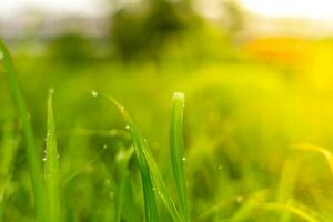 de grön gräs har vatten droppar efter regn och mjuk solljus. foto