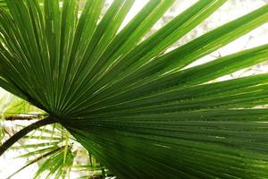 palmbladig växtstruktur. sommar koncept. foto bakgrundsbilder