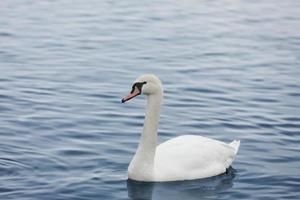 profil av vit svan på blå dimmig sjö. graciös vit svan som simmar i sjön, svanar i naturen. porträtt av en vit svan som simmar på en sjö. stumsvanen, latinska namnet cygnus olor. foto