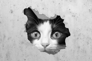 svart och vit porträtt av en katt ser genom en hål i en vägg ai generativ foto