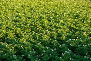 blommande grön potatisväxt på fältet, säsongsbetonad växt