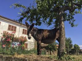 såghästar i trädgården, portugal foto