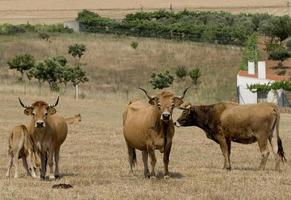 besättning av mirandesa uppfödda kor i Portugal foto