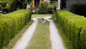 en hund håller tyst fastigheten i Frankrike foto